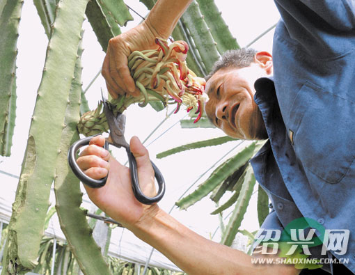 火龙果之花成俏销蔬菜[绍兴网-新闻中心]