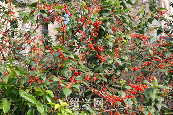 古城美景:府桥旁樱桃树惹人爱[绍兴网-新闻中心