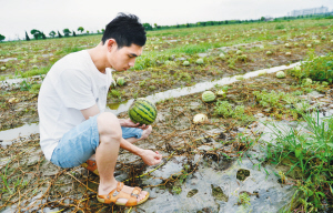绍兴的高温天才刚刚开始 本地西瓜上市已“后劲不足”
