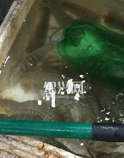 活海鲜进货渠道_山东日照市海洋与渔业局崔久成同志带队到郑州西安考察海产品市场(2)