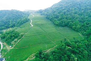 东白山麓追逐“茶梦”｜绍兴网